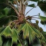 Pritchardia pacifica Fruit