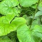 Ligularia fischeri Leaf
