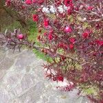 Leptospermum scoparium Folla