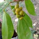 Cinnamomum verum Fruit