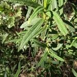 Cistus monspeliensis Fulla