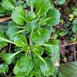 Saxifraga spathularis Blad