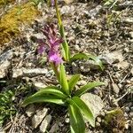 Orchis spitzelii Квітка