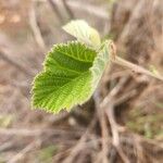 Grewia villosa Leaf