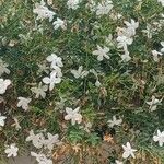 Jasminum grandiflorum Flor