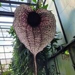 Aristolochia grandiflora Õis