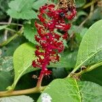 Phytolacca acinosaЦветок