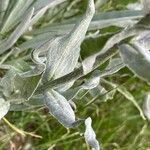 Cynoglossum magellense Hoja