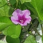 Ipomoea pes-caprae (L.) R. Br.花