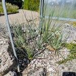 Yucca elata Агульны выгляд