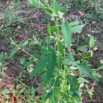 Atriplex patulaBlad