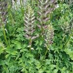 Acanthus spinosusBlomma