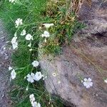 Cerastium alpinum Habit