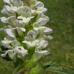 Prunella laciniata Blomma