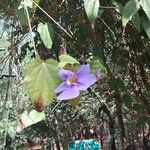Thunbergia grandiflora Цвят
