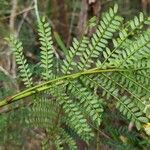 Acacia terminalis Foglia