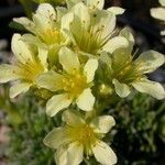 Saxifraga sedoides