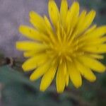 Crepis bursifolia Frugt