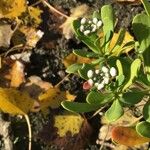 Iberis semperflorens Cvet