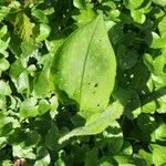 Pulmonaria helvetica Leaf