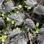 Actaea racemosa Blatt