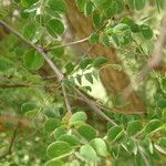 Acacia gourmaensis
