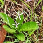 Cyphia glandulifera Yaprak