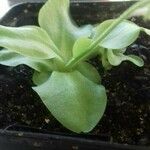 Pinguicula grandiflora Folha