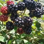 Rubus ulmifolius Fruit