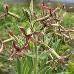 Hesperis tristis Flor