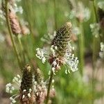 Plantago argentea Virág