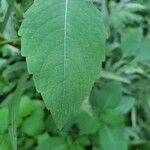 Impatiens capensis Листок