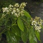 Nectandra villosa Іншае