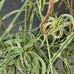 Chlorophytum capense Alkat (teljes növény)