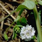 Boerhavia repens Hàbitat