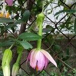Passiflora tripartita Flower