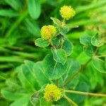 Euphorbia hybernaBloem