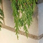 Cupressus nootkatensis Folha