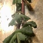 Lampranthus deltoides Leaf
