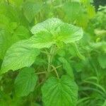 Physalis heterophylla Foglia