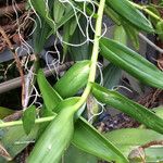 Epidendrum ibaguense Feuille