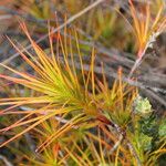 Dracophyllum balansae অভ্যাস