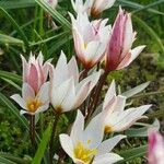 Tulipa cretica