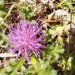 Cirsium acaulon 花