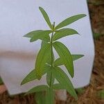 Galium rubioides Ліст