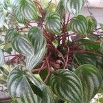 Peperomia argyreia Лист