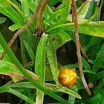 Coreopsis grandiflora Foglia