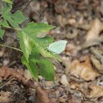 Broussonetia papyrifera Leaf