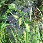 Carex vesicaria Плід