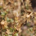 Senecio potosianus Fruit